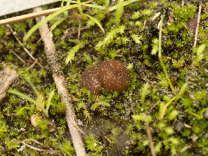  ( - FDS-CA-03882)  @11 [ ] by-nc (2024) Stu Pickell Fungal Diversity Survey