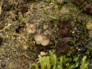  ( - FDS-CA-03882)  @11 [ ] by-nc (2024) Stu Pickell Fungal Diversity Survey