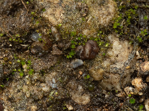  (Boudiera - FDS-CA-03882)  @11 [ ] by-nc (2024) Stu Pickell Fungal Diversity Survey