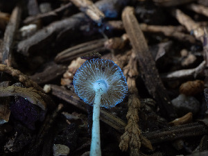  ( - FDS-CA-03853)  @11 [ ] by-nc (2024) Stu Pickell Fungal Diversity Survey