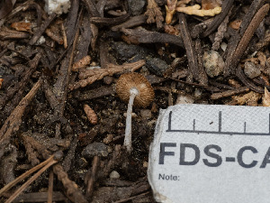  ( - FDS-CA-03853)  @11 [ ] by-nc (2024) Stu Pickell Fungal Diversity Survey