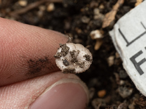  ( - FDS-CA-03853)  @11 [ ] by-nc (2024) Stu Pickell Fungal Diversity Survey