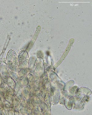  ( - FDS-CA-03681)  @11 [ ] by-nc (2024) Stu Pickell Fungal Diversity Survey