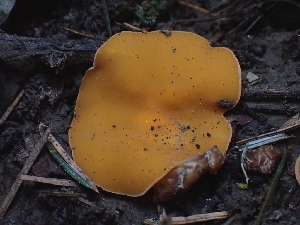  ( - FDS-CA-05128)  @11 [ ] by (2024) Mandy Hackney Fungal Diversity Survey