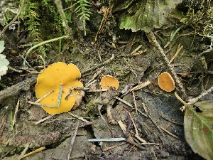  ( - FDS-CA-05128)  @11 [ ] by (2024) Mandy Hackney Fungal Diversity Survey
