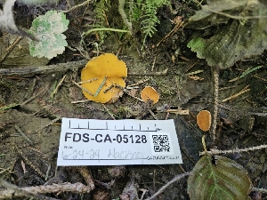  ( - FDS-CA-05128)  @11 [ ] by (2024) Mandy Hackney Fungal Diversity Survey