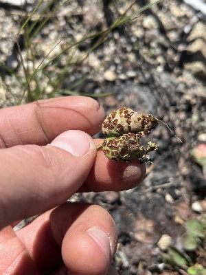  ( - FDS-CA-00249)  @11 [ ] by-nc (2024) Dean Lyons Fungal Diversity Survey