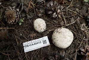  ( - FDS-CA-05413)  @11 [ ] by-nc (2024) Unspecified Fungal Diversity Survey