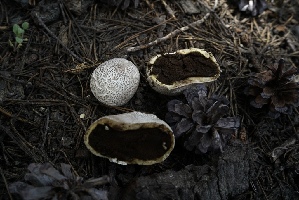  ( - FDS-CA-05413)  @11 [ ] by-nc (2024) Unspecified Fungal Diversity Survey