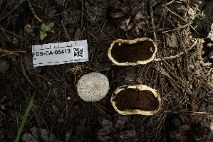  ( - FDS-CA-05413)  @11 [ ] by-nc (2024) Unspecified Fungal Diversity Survey