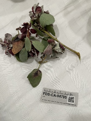  ( - FDS-CA-04795)  @11 [ ] by-nc (2024) Dean Lyons Fungal Diversity Survey