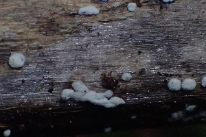  ( - FDS-CA-02571)  @11 [ ] by-nc (2024) Sadie Hickey Fungal Diversity Survey