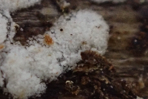  ( - FDS-CA-02571)  @11 [ ] by-nc (2024) Sadie Hickey Fungal Diversity Survey