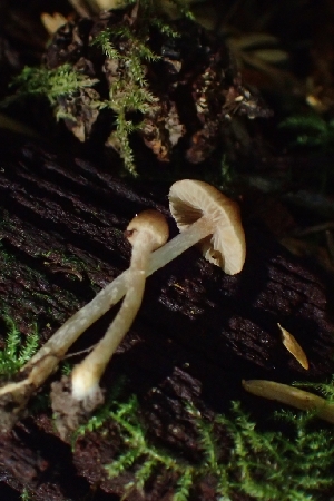  ( - FDS-CA-02554)  @11 [ ] by-nc (2024) Sadie Hickey Fungal Diversity Survey
