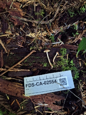  ( - FDS-CA-02554)  @11 [ ] by-nc (2024) Sadie Hickey Fungal Diversity Survey