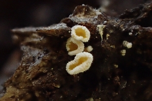  (Lachnellula sp. CA05 - FDS-CA-02546)  @11 [ ] by-nc (2024) Sadie Hickey Fungal Diversity Survey