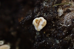  ( - FDS-CA-02546)  @11 [ ] by-nc (2024) Sadie Hickey Fungal Diversity Survey