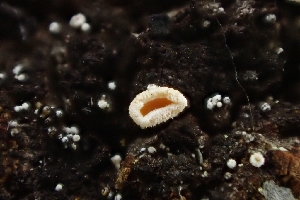  ( - FDS-CA-02546)  @11 [ ] by-nc (2024) Sadie Hickey Fungal Diversity Survey