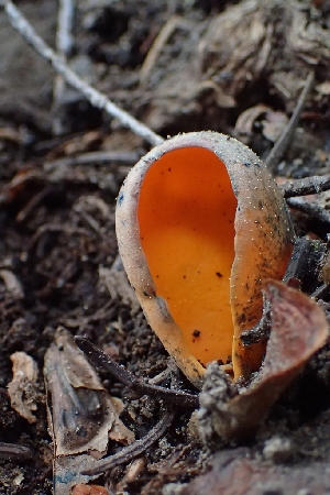 ( - FDS-CA-02530)  @11 [ ] by-nc (2024) Sadie Hickey Fungal Diversity Survey