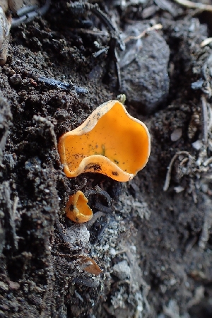  ( - FDS-CA-02530)  @11 [ ] by-nc (2024) Sadie Hickey Fungal Diversity Survey