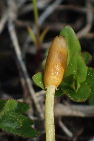  (Bolbitius sp. CA02 - FDS-CA-02579)  @11 [ ] by-nc (2024) Sadie Hickey Fungal Diversity Survey