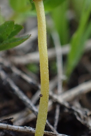  ( - FDS-CA-02579)  @11 [ ] by-nc (2024) Sadie Hickey Fungal Diversity Survey