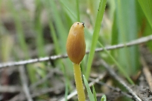  ( - FDS-CA-02579)  @11 [ ] by-nc (2024) Sadie Hickey Fungal Diversity Survey