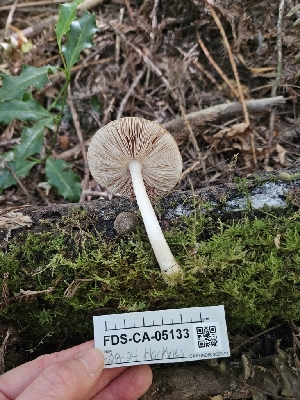 ( - FDS-CA-05133)  @11 [ ] by (2024) Mandy Hackney Fungal Diversity Survey