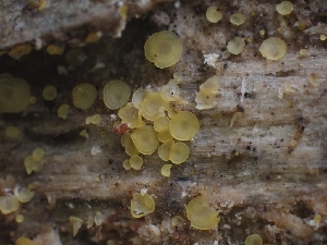  (Orbilia xanthostigma - FDS-CA-05137)  @11 [ ] by (2024) Mandy Hackney Fungal Diversity Survey
