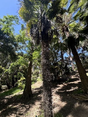  ( - FDS-CA-04932)  @11 [ ] c (2024) Rudy Diaz Fungal Diversity Survey