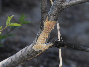  ( - FDS-CA-04768)  @11 [ ] by (2024) Justin Paulin Fungal Diversity Survey