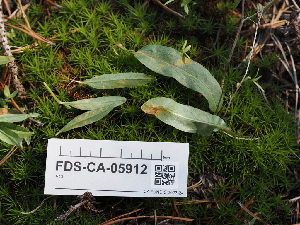  (Pucciniastrum - FDS-CA-05912)  @11 [ ] by-nc (2024) Fresno Mycology Society Fungal Diversity Survey