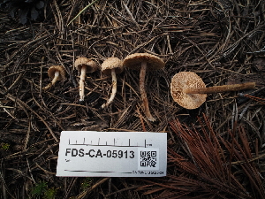  (Inocybe sp. CA61 - FDS-CA-05913)  @11 [ ] by-nc (2024) Fresno Mycology Society Fungal Diversity Survey