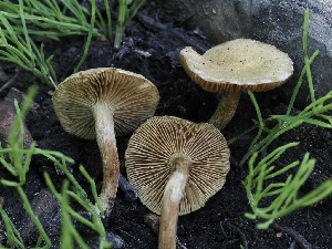  (Inocybe sp. IN122 - FDS-CA-00652)  @11 [ ] by-nc (2024) Taye Bright Fungal Diversity Survey