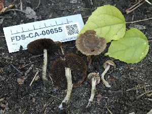  ( - FDS-CA-00655)  @11 [ ] by-nc (2024) Taye Bright Fungal Diversity Survey