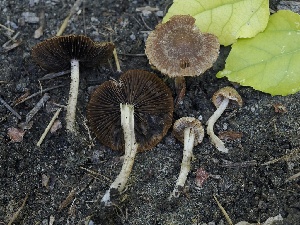  ( - FDS-CA-00655)  @11 [ ] by-nc (2024) Taye Bright Fungal Diversity Survey