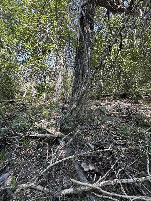  ( - FDS-CA-00657)  @11 [ ] by-nc (2024) Taye Bright Fungal Diversity Survey