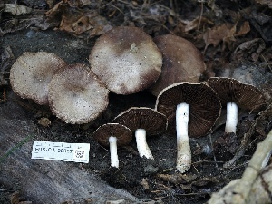  ( - FDS-CA-00657)  @11 [ ] by-nc (2024) Taye Bright Fungal Diversity Survey