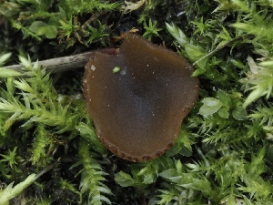  ( - FDS-CA-05411)  @11 [ ] by-nc (2024) Taye Bright Fungal Diversity Survey