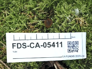  ( - FDS-CA-05411)  @11 [ ] by-nc (2024) Taye Bright Fungal Diversity Survey