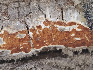  ( - FDS-CA-05034)  @11 [ ] by-nc (2024) Taye Bright Fungal Diversity Survey