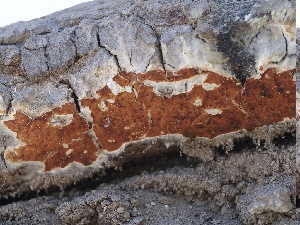  ( - FDS-CA-05034)  @11 [ ] by-nc (2024) Taye Bright Fungal Diversity Survey