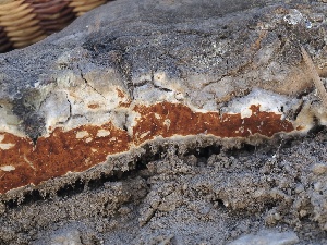  ( - FDS-CA-05034)  @11 [ ] by-nc (2024) Taye Bright Fungal Diversity Survey