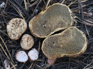  (Rhizopogon sp. CA05 - FDS-CA-00660)  @11 [ ] by-nc (2024) Taye Bright Fungal Diversity Survey
