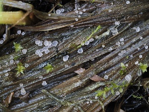  ( - FDS-CA-00661)  @11 [ ] by-nc (2024) Taye Bright Fungal Diversity Survey