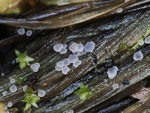  (Pezoloma sp. CA01 - FDS-CA-00661)  @11 [ ] by-nc (2024) Taye Bright Fungal Diversity Survey