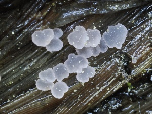  ( - FDS-CA-00661)  @11 [ ] by-nc (2024) Taye Bright Fungal Diversity Survey