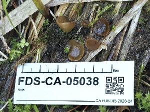  ( - FDS-CA-05038)  @11 [ ] by-nc (2024) Taye Bright Fungal Diversity Survey
