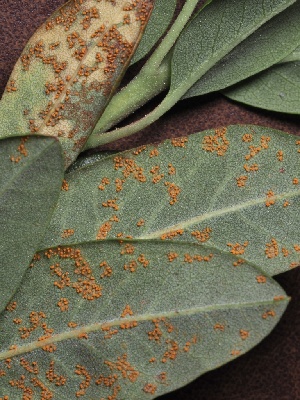  ( - FDS-CA-05039)  @11 [ ] by-nc (2024) Taye Bright Fungal Diversity Survey