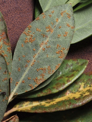  (Chrysomyxa - FDS-CA-05039)  @11 [ ] by-nc (2024) Taye Bright Fungal Diversity Survey